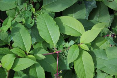 Phytolacca americana L. (pokeweed), leaves