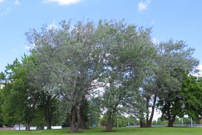 Populus alba L. (white poplar), form