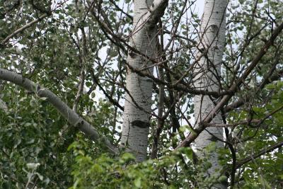 Populus alba L. (white poplar), bark