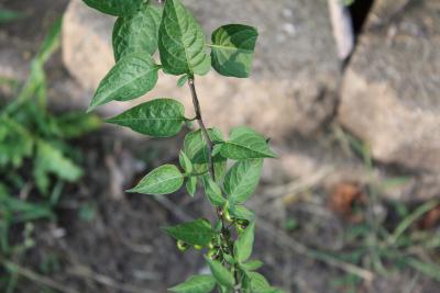 Solanum dulcamara L. (bittersweet nightshade), leaves