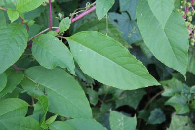 Phytolacca americana L. (pokeweed), leaves