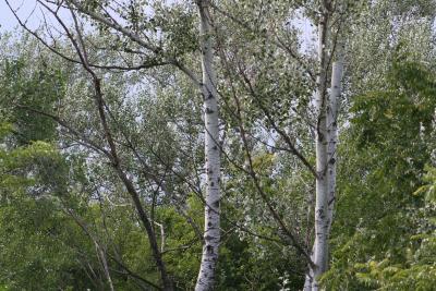 Populus alba L. (white poplar), bark