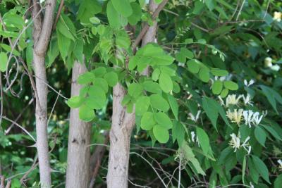 Robinia pseudoacacia L. (black locust), leaves