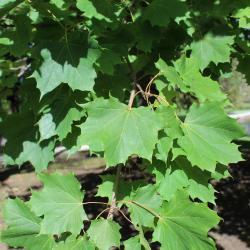 Acer platanoides L. (Norway maple), leaves