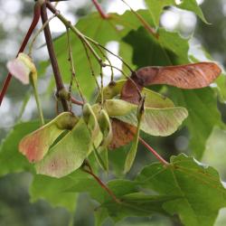 Acer platanoides L. (Norway maple), fruit