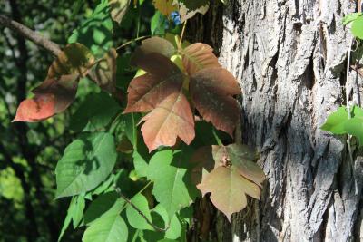 Toxicodendron radicans (L.) Kuntze. (poison-ivy), fall habit