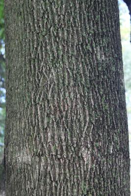 Acer platanoides L. (Norway maple), bark