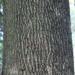 Acer platanoides L. (Norway maple), bark