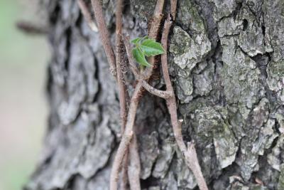 Toxicodendron radicans (L.) Kuntze. (poison-ivy), vine