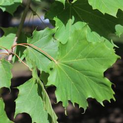 Acer platanoides L. (Norway maple), leaves