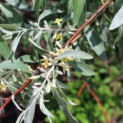 Elaeagnus angustifolia L. (russian-olive), leaves and stem