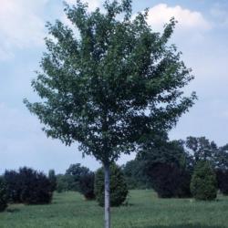 Acer rubrum ‘Tilford’ (Tilford red maple), habit, summer