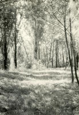 Grassy clearing with dappled light in wooded area