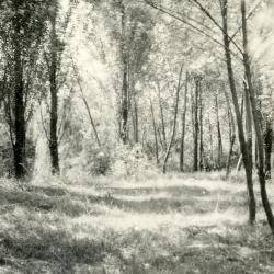 Grassy clearing with dappled light in wooded area