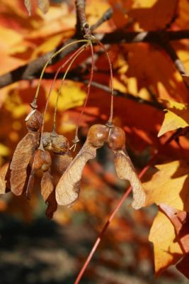 Acer barbatum (Florida Maple), fruit, mature