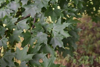 Acer platanoides x truncatum 'JFS-KW202' (CRIMSON SUNSET® Norway-Shantung Hybrid Maple), leaf, summer