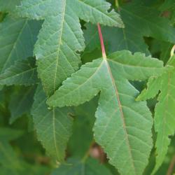 Acer ginnala 'Compactum' (Dwarf Amur Maple), leaf, upper surface