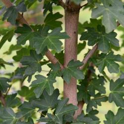 Acer campestre 'BAIlee' (JADE PATINA™ FIRST EDITION® series Hedge Maple), bark, stem