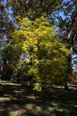 Acer cappadocicum 'Aureum' (Golden Coliseum Maple), habit, fall