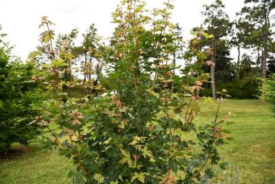 Acer campestre 'BAllee' (JADE PATINA™ FIRST EDITION® series Hedge Maple), habit, summer