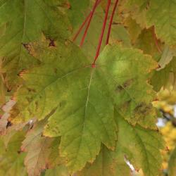 Acer xfreemanii 'Marmo' (Marmo Freeman's Maple), leaf, fall