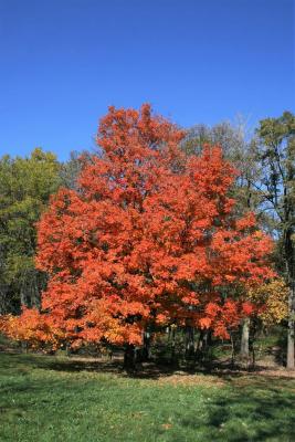Acer cissifolium (Ivy-leaved Maple), habit, fall