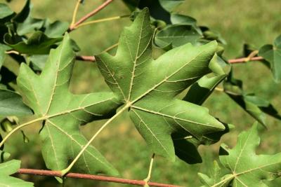 Acer campestre (Hedge Maple), leaf, lower surface