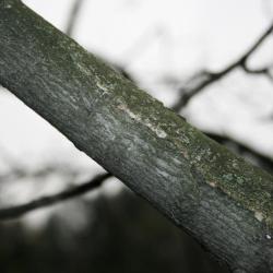 Acer xfreemanii (Freeman's Maple), bark, branch