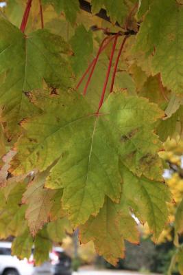 Acer xfreemanii 'Marmo' (Marmo Freeman's Maple), leaf, fall