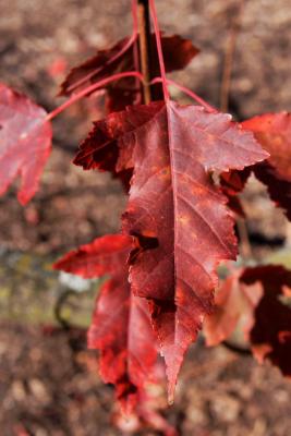Acer ginnala (Amur Maple), leaf, fall