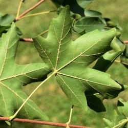 Acer campestre (Hedge Maple), leaf, lower surface
