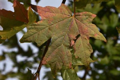 Acer barbatum (Florida Maple), leaf, lower surface