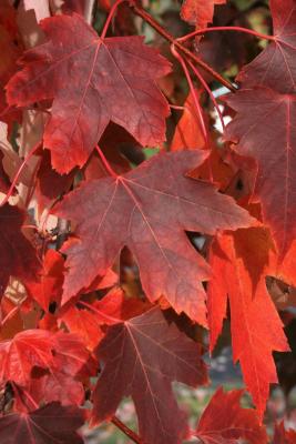 Acer xfreemanii 'DTR 102' (AUTUMN FANTASY® Freeman's Maple), leaf, fall