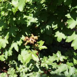 Acer campestre (Hedge Maple), leaf, new
