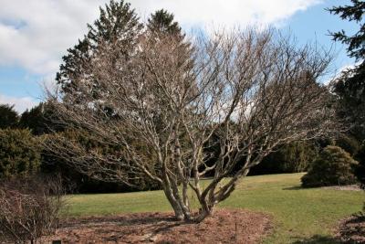 Acer cissifolium (Ivy-leaved Maple), habit, spring