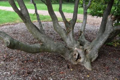 Acer cissifolium (Ivy-leaved Maple), bark, trunk