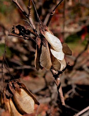 Acer ginnala (Amur Maple), fruit, mature