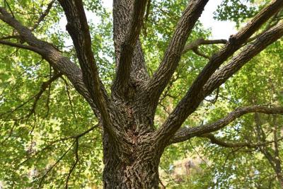Acer campestre (Hedge Maple), bark, mature