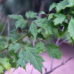 Acer cissifolium (Ivy-leaved Maple), leaf, summer