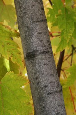 Acer xfreemanii 'Marmo' (Marmo Freeman's Maple), bark, branch