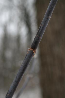 Acer negundo (Boxelder), bud, lateral