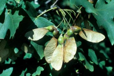 Acer grandidentatum (Big-toothed Maple), fruit, mature
