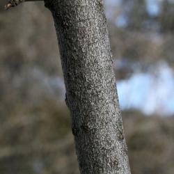 Acer negundo (Boxelder), bark, branch