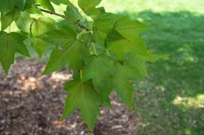 Acer miyabei 'Morton' (STATE STREET® Miyabe Maple), leaf, summer