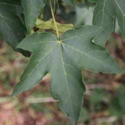 Acer miyabei (Miyabe Maple), leaf, summer
