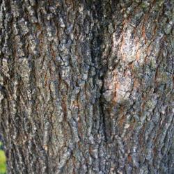 Acer negundo var. texanum (Texas Boxelder), bark, trunk