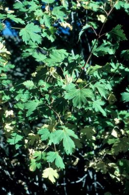 Acer glabrum (Rocky Mountain Maple), leaf, summer