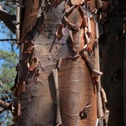 Acer griseum (Paper-barked Maple), bark, mature