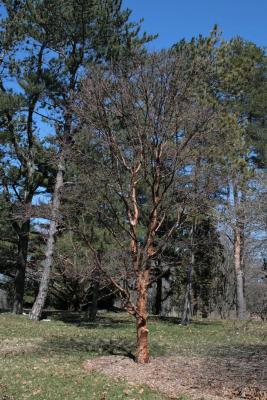 Acer griseum (Paper-barked Maple), habit, spring