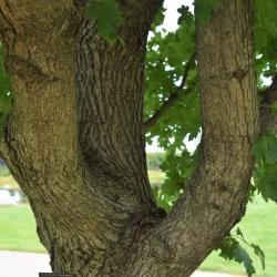 Acer campestre x miyabei (Hedge-Miyabei Hybrid Maple), bark, mature